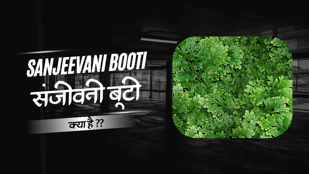 Sanjeevani Booti संजीवनी बूटी – इतिहास, महत्व, उपयोग और हनुमान जी का अद्भुत प्रसंग